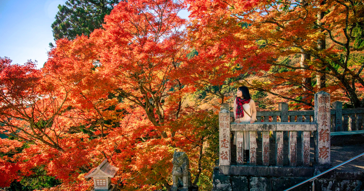 大山紅葉2025｜見頃・ライトアップ情報｜【丹沢・大山】特集記事