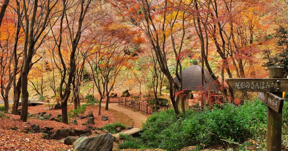 七宝焼／紅葉 紅葉 七宝焼のブローチ 純銀張有線七宝 | iichi 日々の暮らしを