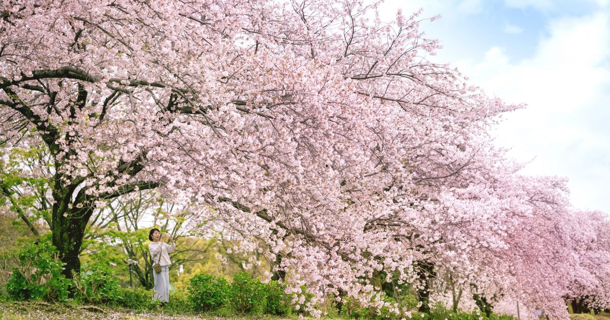 2026年】神奈川の桜を楽しむお花見スポット12選｜カップル・家族連れに