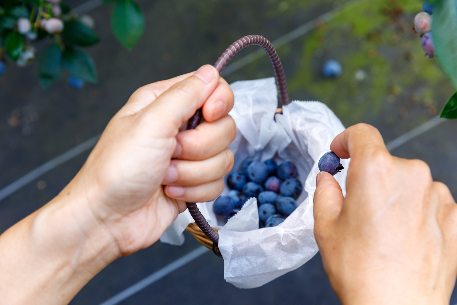 Blueberry HILLS あつぎ｜丹沢・大山のスポット紹介｜丹沢・大山エリアナビ